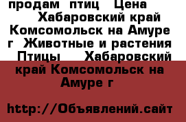 продам  птиц › Цена ­ 1 500 - Хабаровский край, Комсомольск-на-Амуре г. Животные и растения » Птицы   . Хабаровский край,Комсомольск-на-Амуре г.